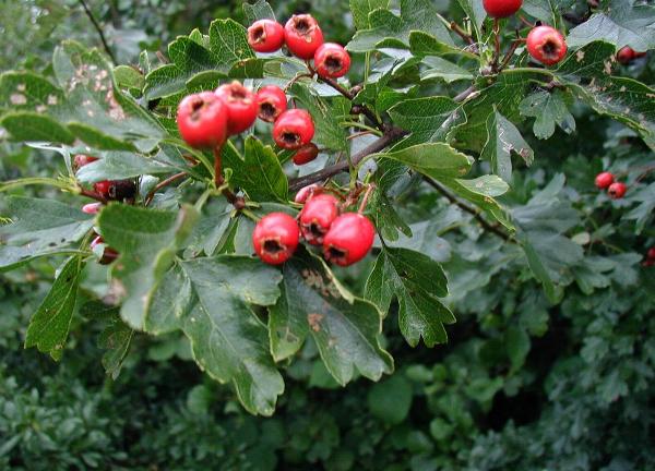 Crataegus-monogyna-frugt