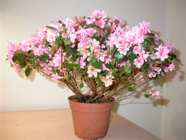 Azalea_indica.jpg