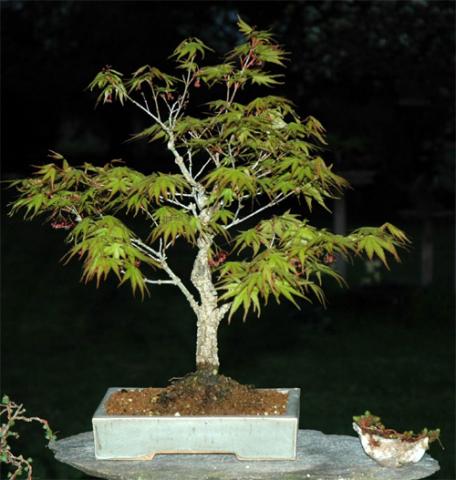 Acer_palmatum_arakawa_printemps