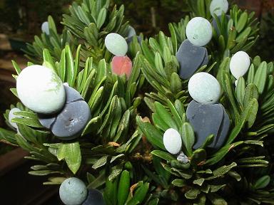 Fruits_podocarpus