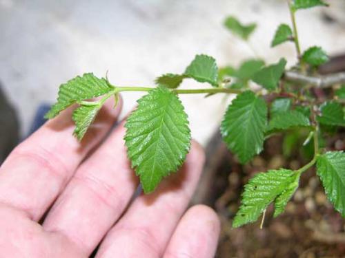 ulmus_procera