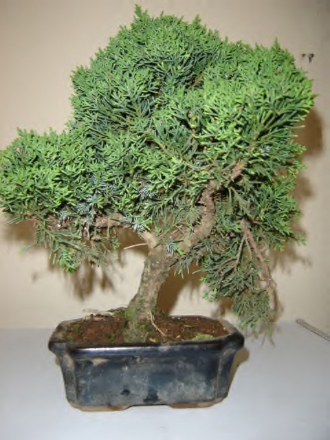 Image2.jpg