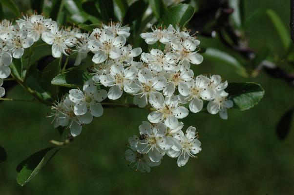 fleurs_pyracantha