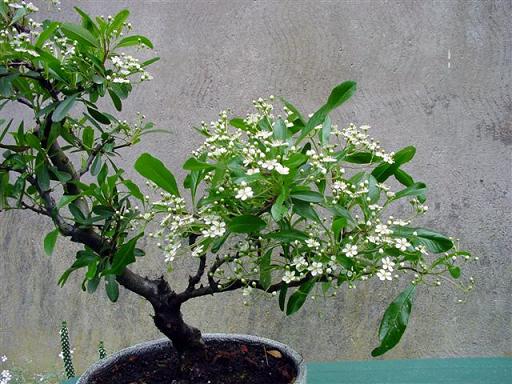 pyracantha