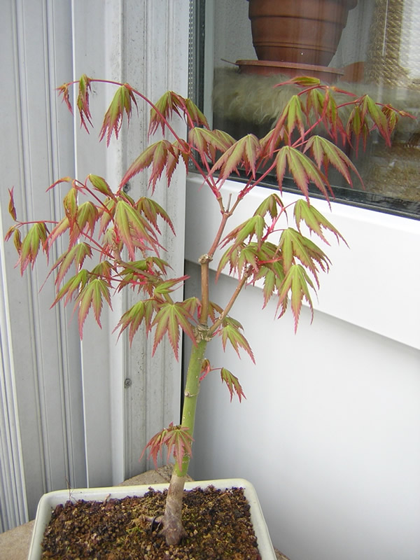 Acer_petit4_11.jpg