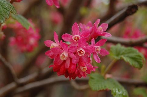 ribes_fleurs