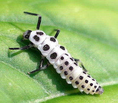 calvia-decemguttata-larve