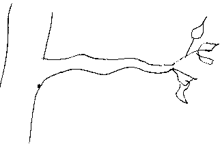 Branche.gif