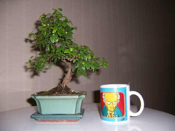 bonsai.jpg