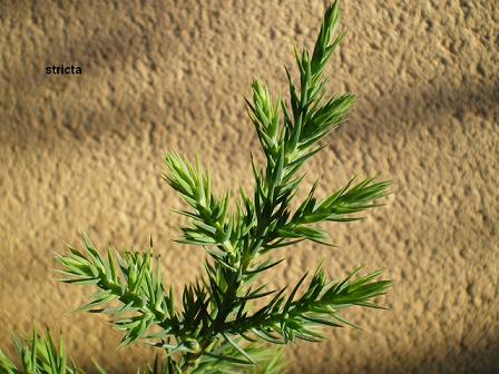 Stricta_1