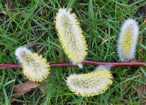 fleurs_male_salix_alba