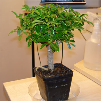 ficus_schefflera.jpg
