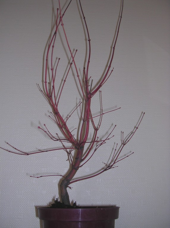 acer1.jpg