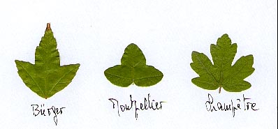 Erable-feuilles
