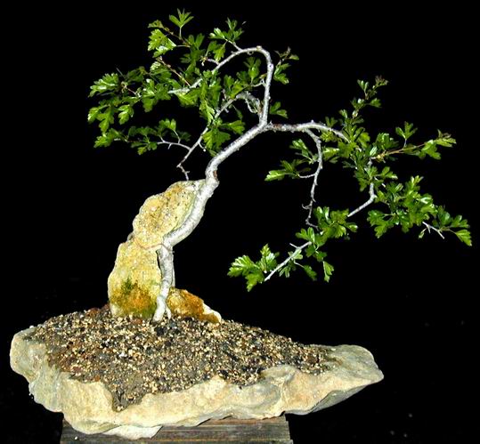 Crataegus-bonsai