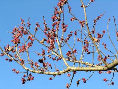 Fleurs_ulmus