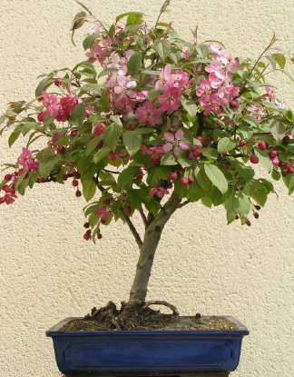 Malus_baccata