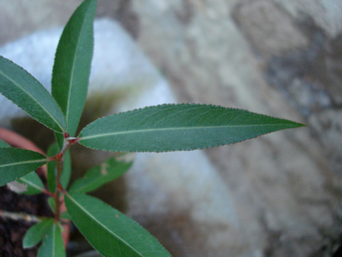Feuilles_salix_alba_MJ