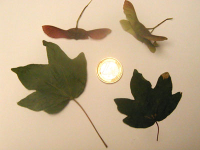acer_002.jpg