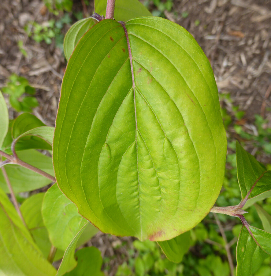 FeuilleCornus_officinalis1.jpg