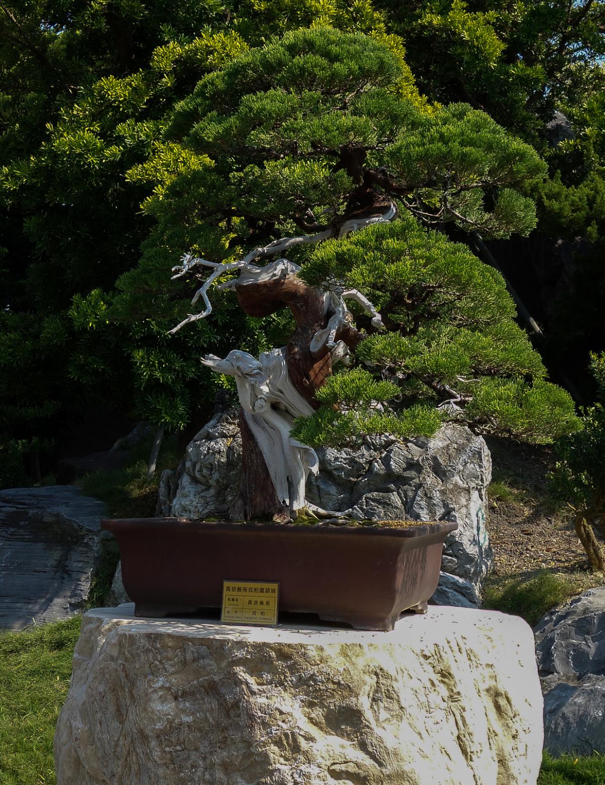 DSC00977.jpg