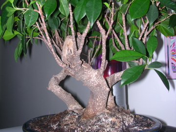 DSCN2602.jpg