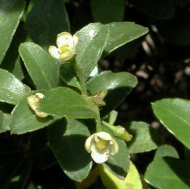 ilex_crenata-2-2