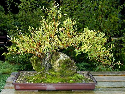 salix_alba_JL_Salles