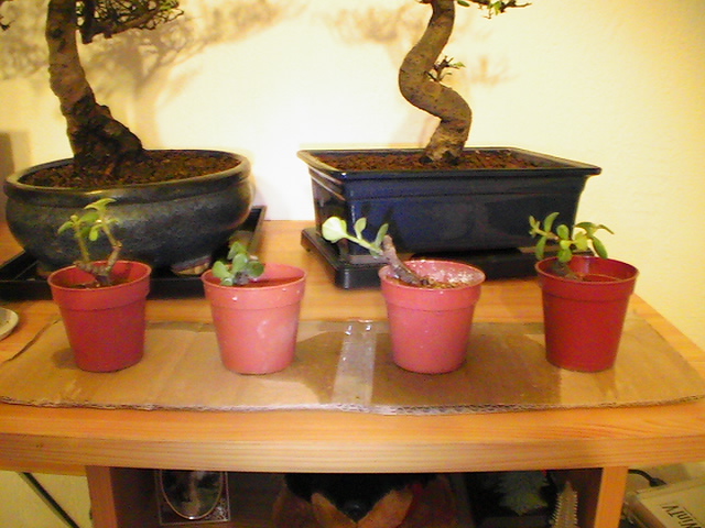 PIC_0008.jpg