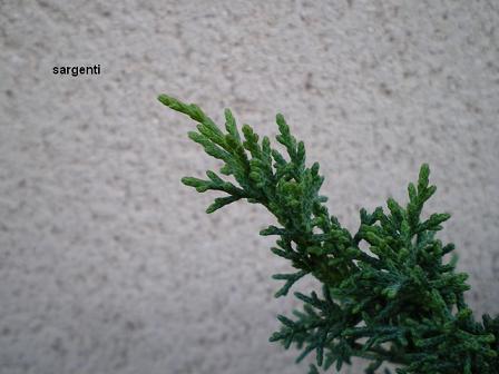 Sargenti_1