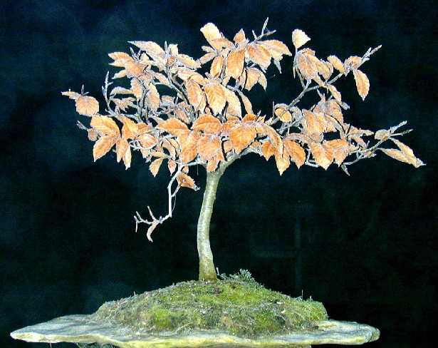fagus_crenata