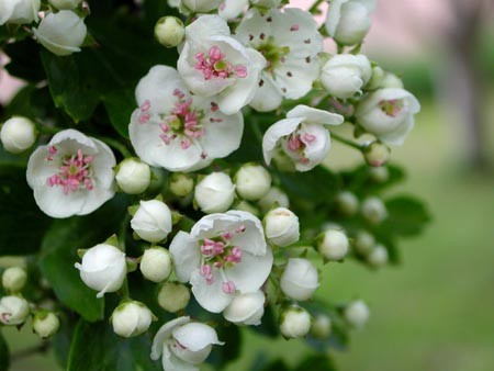Crataegus_monogyna
