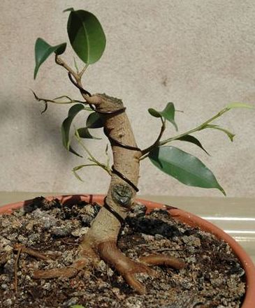 20050430_Ficus_I___01.jpg
