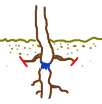 marcotte-chene.jpg