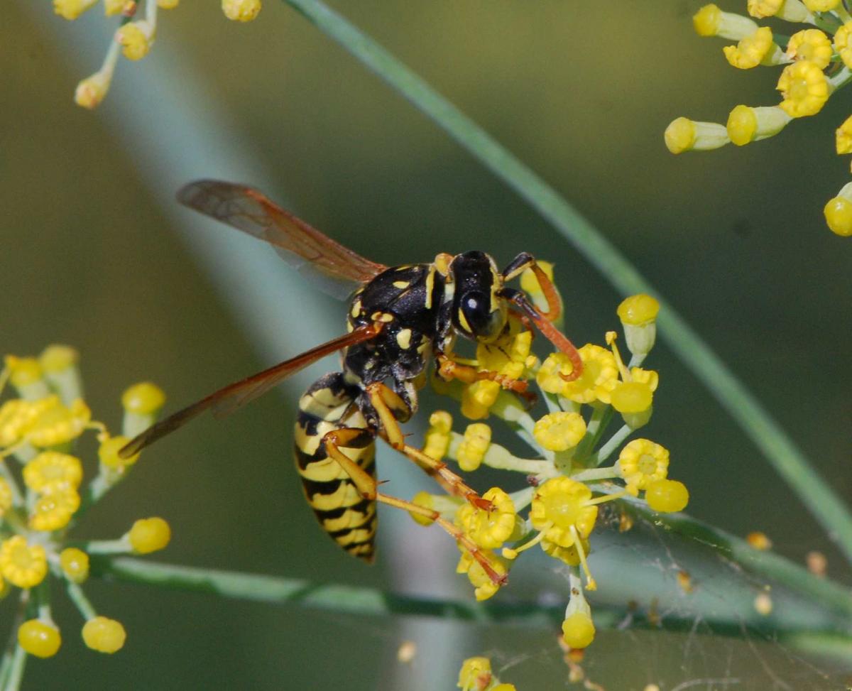 Polistes_dominulus_male_Ch.jpg