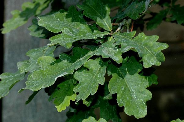 quercus_robur