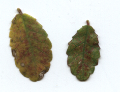 feuilles.jpg