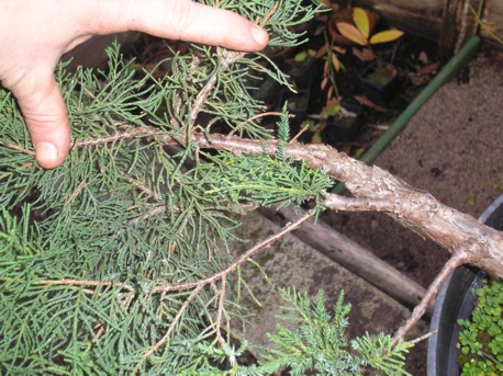 ramification_chinensis.jpg