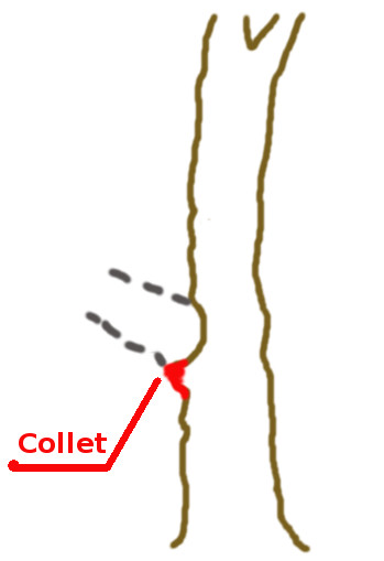 collet1.jpg