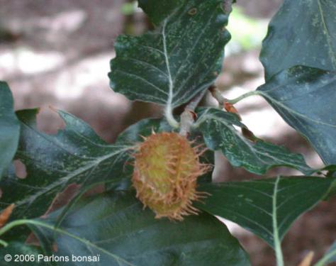 fruit_fagus_sylvatica_MISTER_JINGLES
