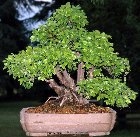Sageretia