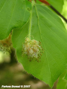 Fagus_Sylvatica.Fleurs2