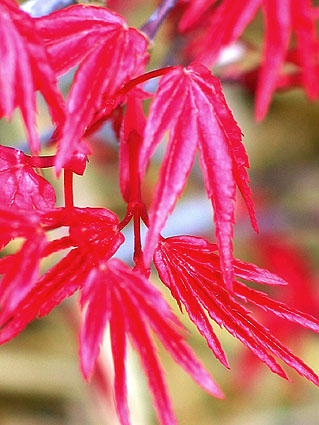 Acer_palmatum_deshojo_feuille