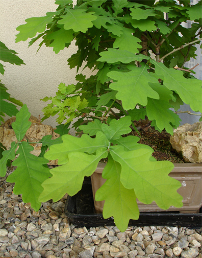 2006.5.04_14_copie.jpg