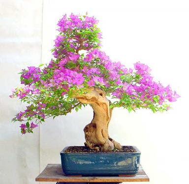 bougainvillee_jc