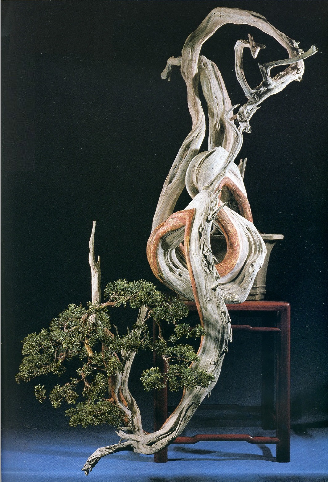 juniperus cascade kimura.jpg