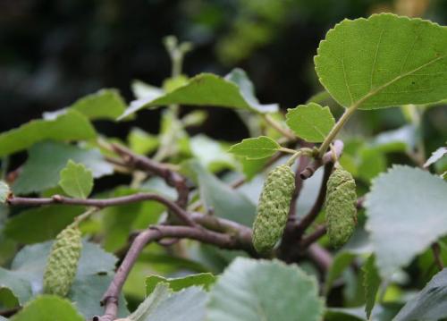 betula_pendula