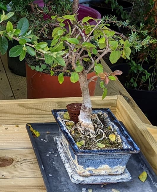 Bonsaï Orme De Chine (Ulmus Parvifolia) - Âge 8-10 Ans, Pot 20 Cm Avec Soucoupe - Plante D'intérieur Facile D'entretien