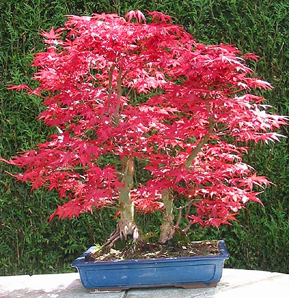 Acer_palmatum_deshojo_benjy