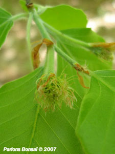 Fagus_Sylvatica.Fleurs4